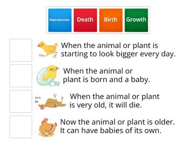 Life Cycle