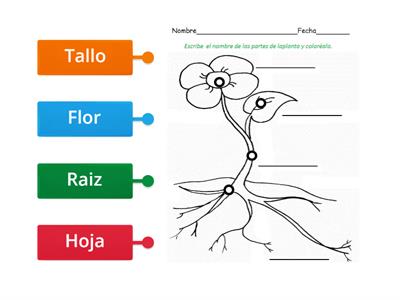 Las partes de la planta