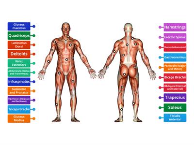 Label Main Skeletal Muscles