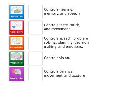 Parts of the Brain Match