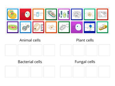 Cell Types