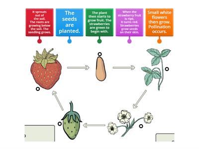 Life Cycle of a Strawberry