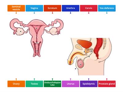 Reproductive System