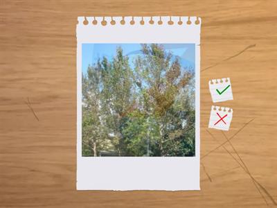 丙級植物識別證影本