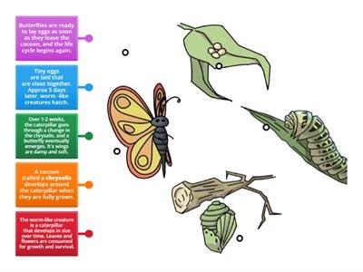 Butterfly life cycle 