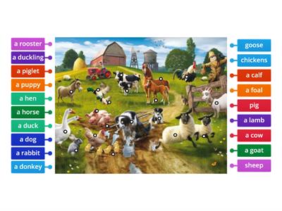 Farm Animals