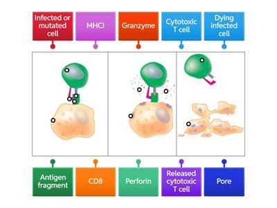 Activation of Cytotoxic T cells