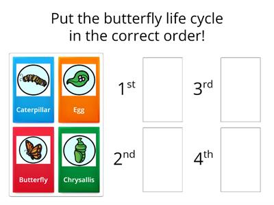 Butterfly Life Cycle