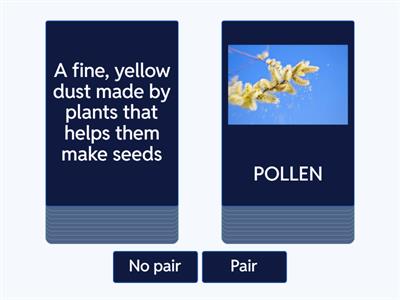 PLANTS & POLLINATION VOCABULARY