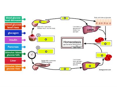 Glucose Homeostasis