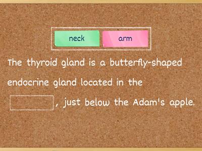 Endocrine system quiz