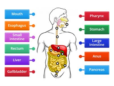 ACTIVITY: Human Digestive System 