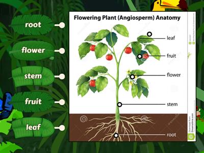 PARTS OF A PLANT