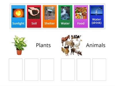 Plant and Animal Needs