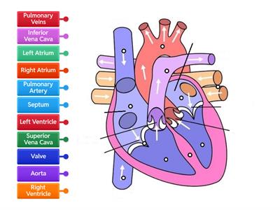 Parts of the Heart Diagram