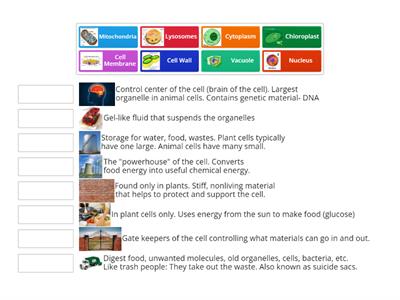 Cell Organelles