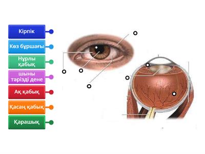 Камминг пенистің суреттері