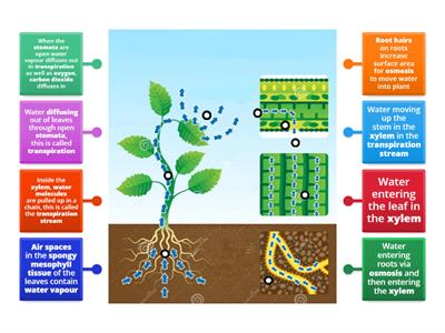 Transpiration image matching task