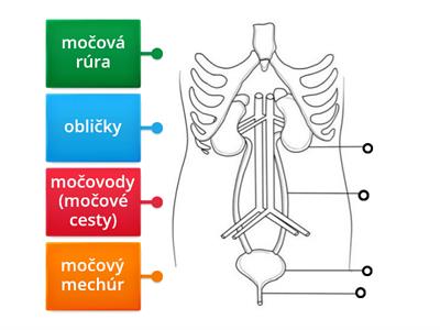 Vylučovacia sústava1