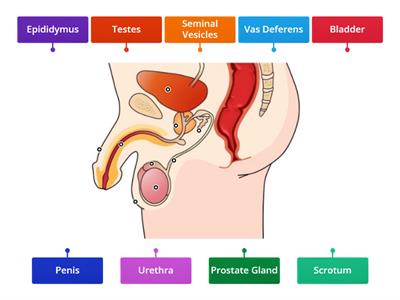 Male Reproductive System