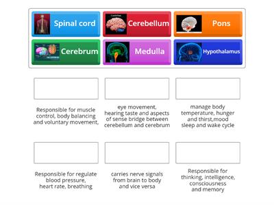 Human Brain 