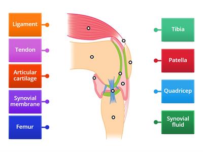 Synovial Knee Joint