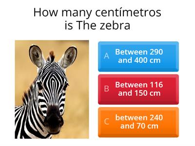 curiosities zebra 