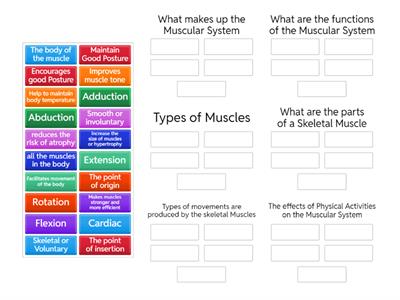 The Muscular System 