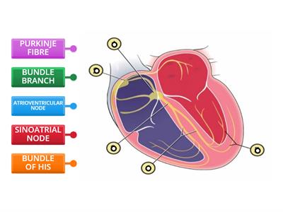 CONDUCTION SYSTEM