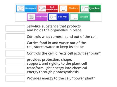 Cell Organelles 