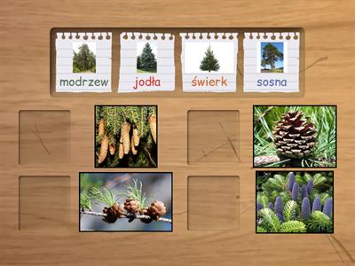 drzewa iglaste i ich szyszki