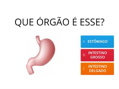 SISTEMA DIGESTÓRIO