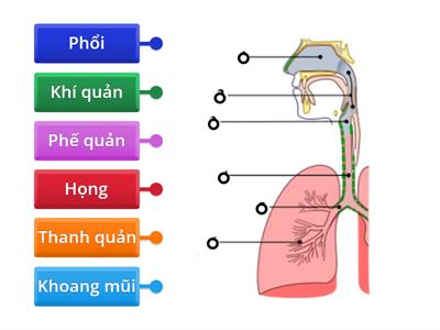 Các cơ quan hô hấp