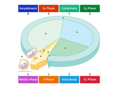 The Cell Cycle