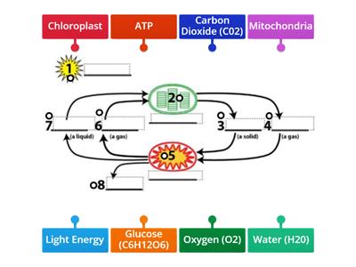2023 7th grade Photosynthesis and Cellular Respiration Label Diagram