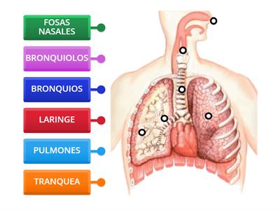  PARTES DEL SISTEMA RESPIRATORIO