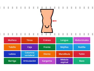 Partes del cuerpo humano 2 - ELE