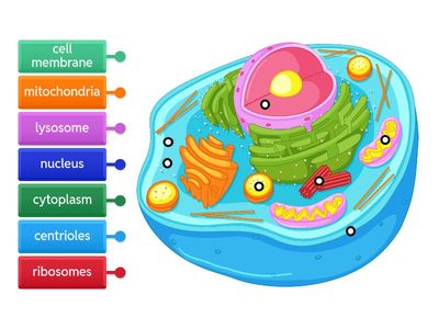 Label the Animal Cell