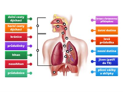 Př-9 DÝCHACÍ SOUSTAVA (anatomie)