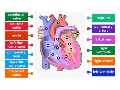 Heart structure 