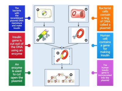 Tart Genetic engineering- Insulin Production