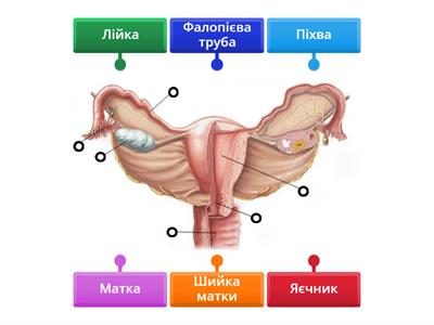 Жіноча статева система