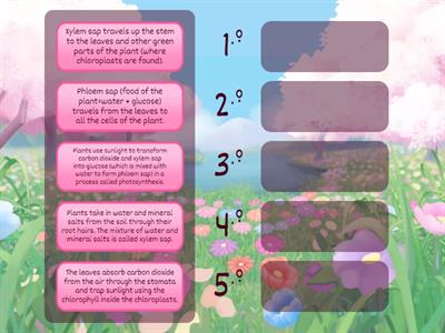 Photosynthesis (1ºESO)