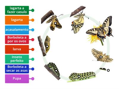 Metamorfose da borboleta