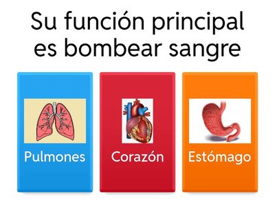 Orgános del cuerpo humano 