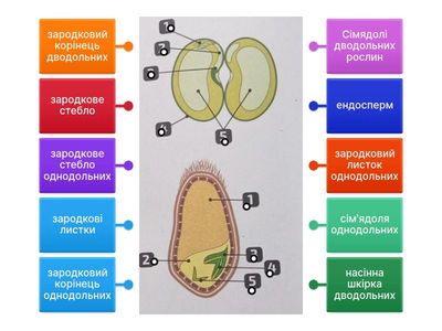 7 клас, інфомалюнок "Будова насінини"