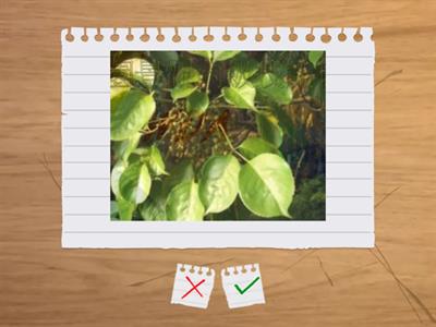 造園丙級植物識別