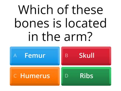 The locomotor system