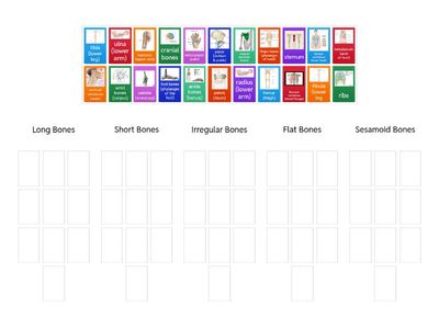 Classification of Bones