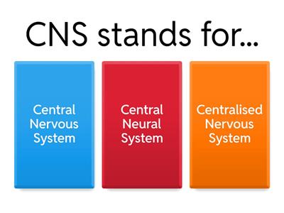 Nervous System Quiz